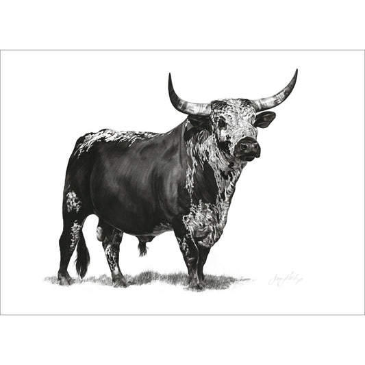 Nguni Bull Poster Print