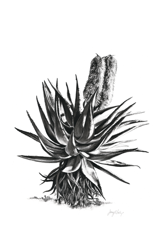 Aloe 1 Canvas Print | Botanical Wall Art | Ruthanne Collection