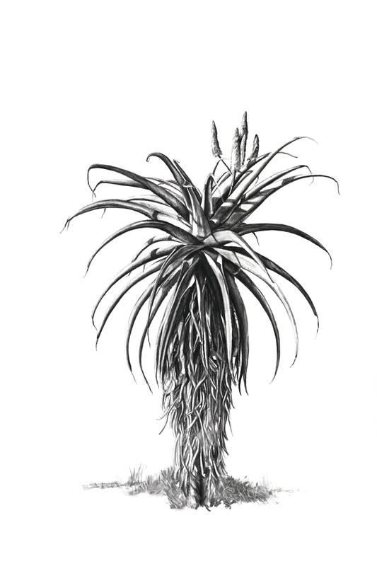 Aloe 1 Canvas Print | Botanical Wall Art | Ruthanne Collection