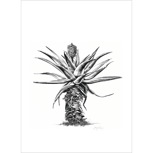 Aloe 5 Poster Print