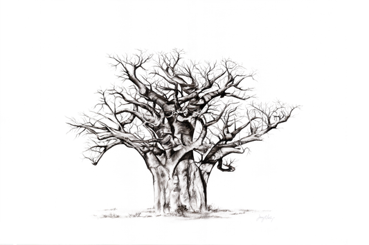 Baobab 1 Canvas Print