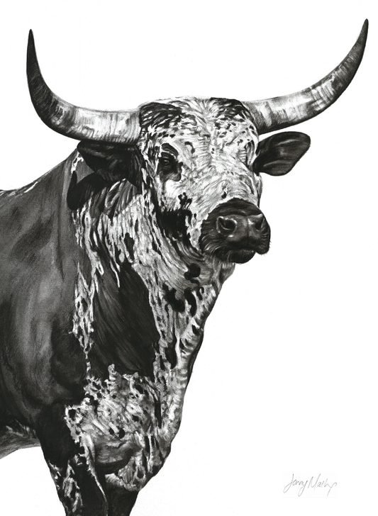 Nguni Bull Head - Jennifer Mallon - Portrait - Ruthanne Collection