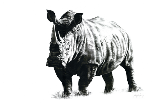 Rhino Canvas - Jennifer Mallon - Ruthanne Collection