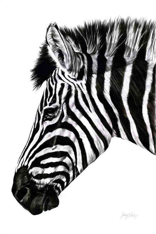 Zebra 3 Canvas Print