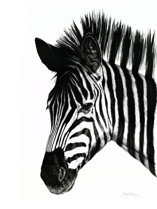 Zebra 1 Canvas Print