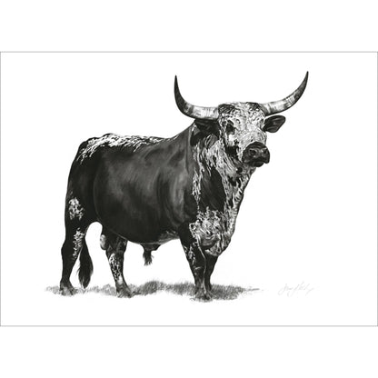 Nguni Bull Poster Print