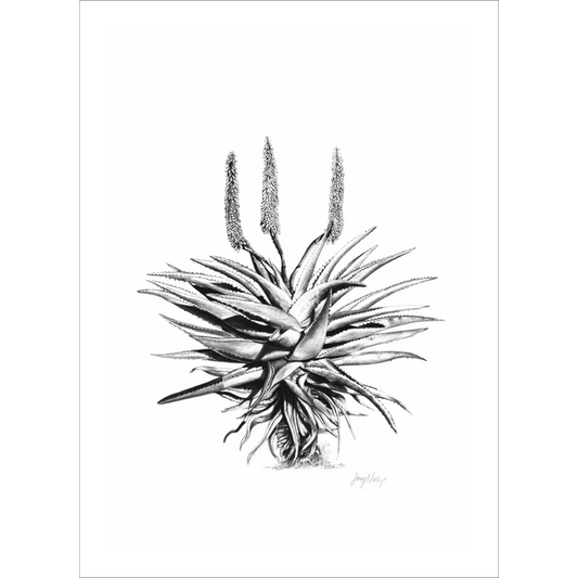 Aloe 1 Poster Print
