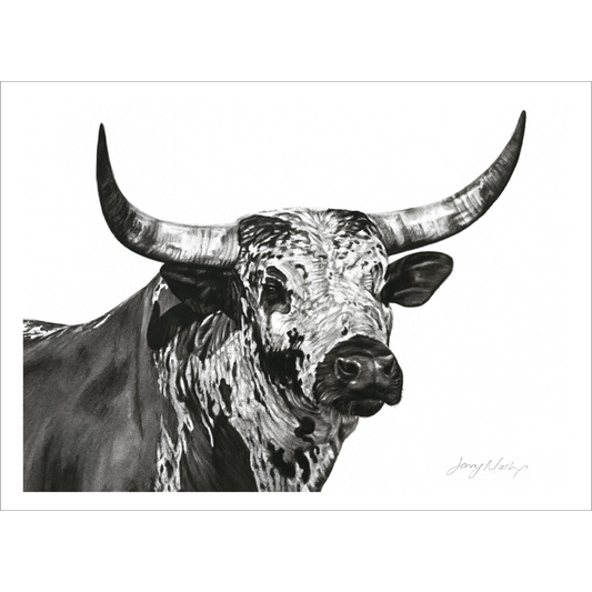 Nguni Bull Head (Landscape) Poster Print