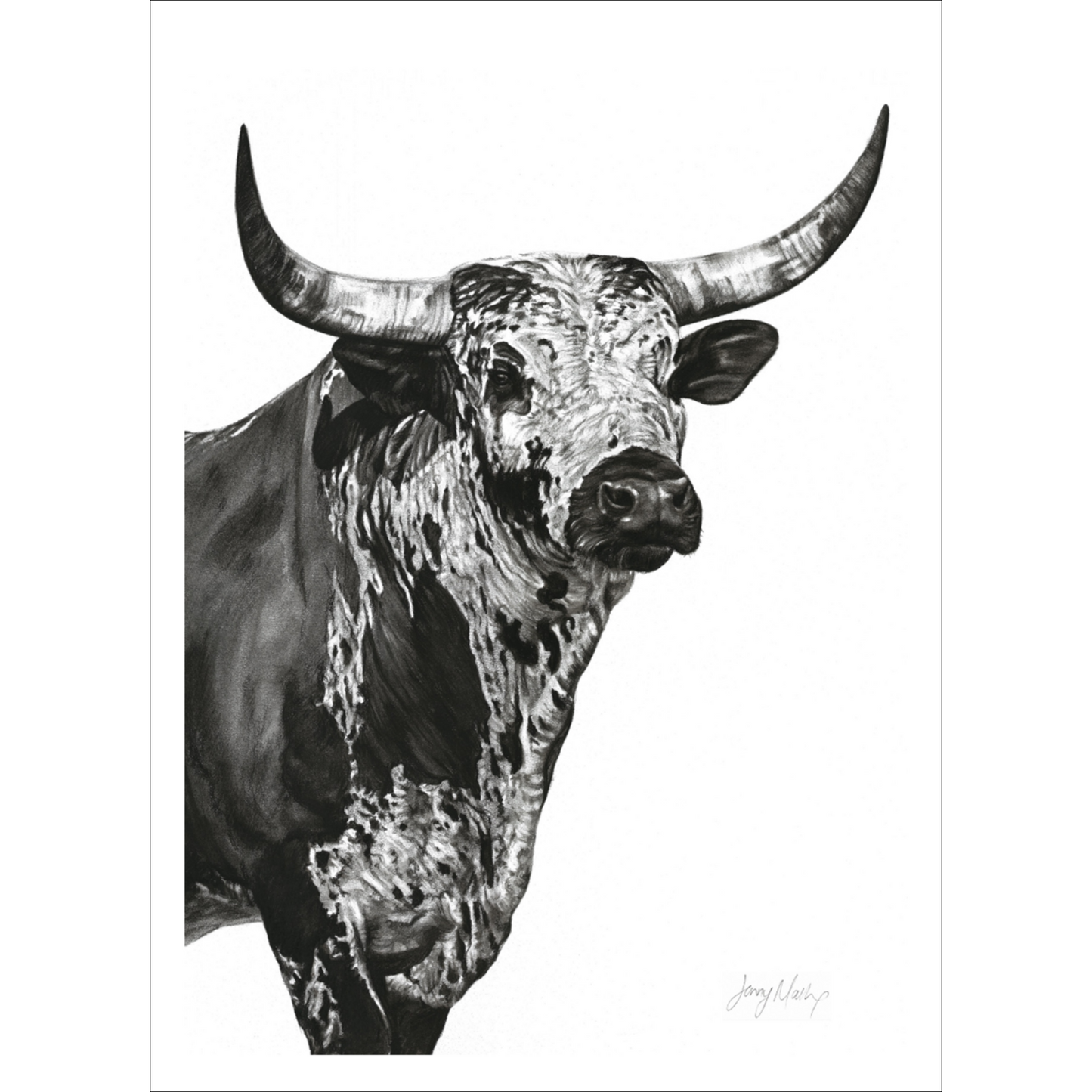 Nguni Bull Head (Portrait) Poster Print