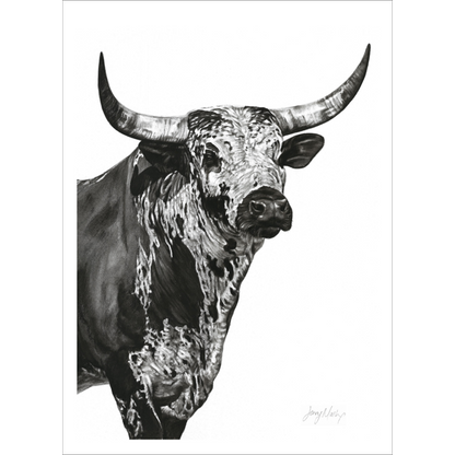 Nguni Bull Head (Portrait) Poster Print
