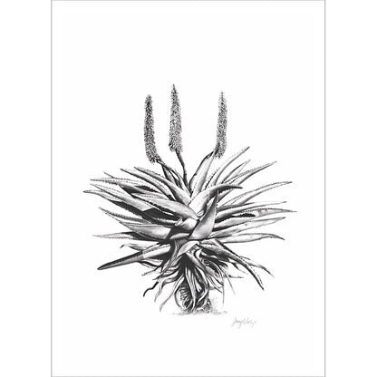 Aloe 1 Poster Print