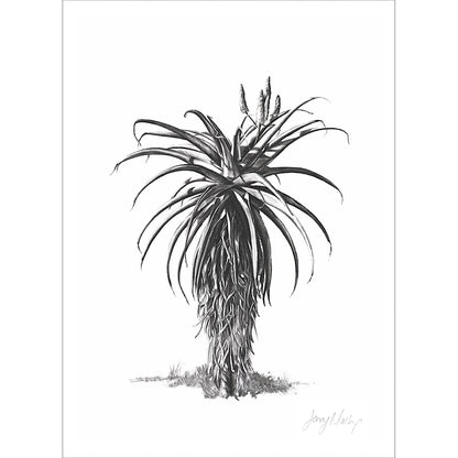 Aloe 3 Poster Print