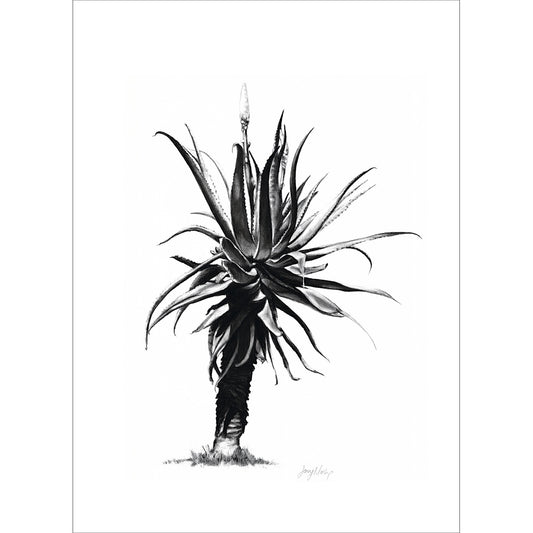 Aloe 4 Poster Print