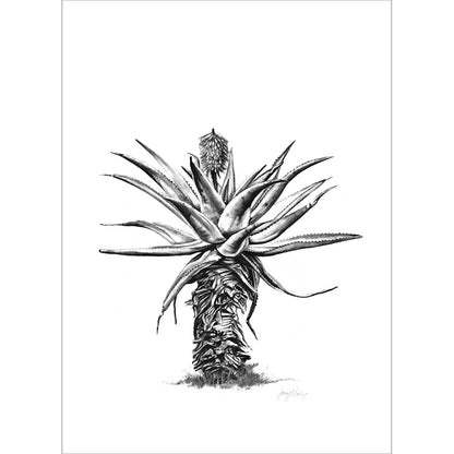 Aloe 5 Poster Print