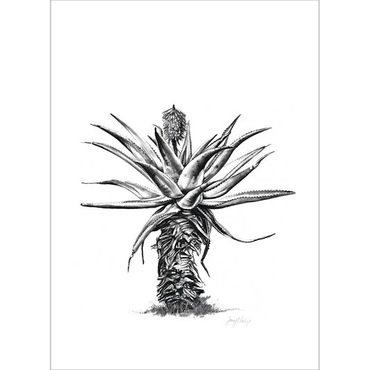 Aloe 5 Poster Print