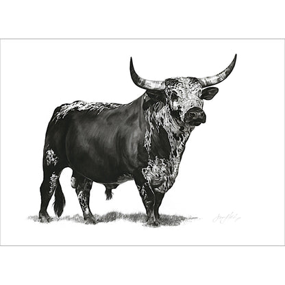 Nguni Bull Poster Print