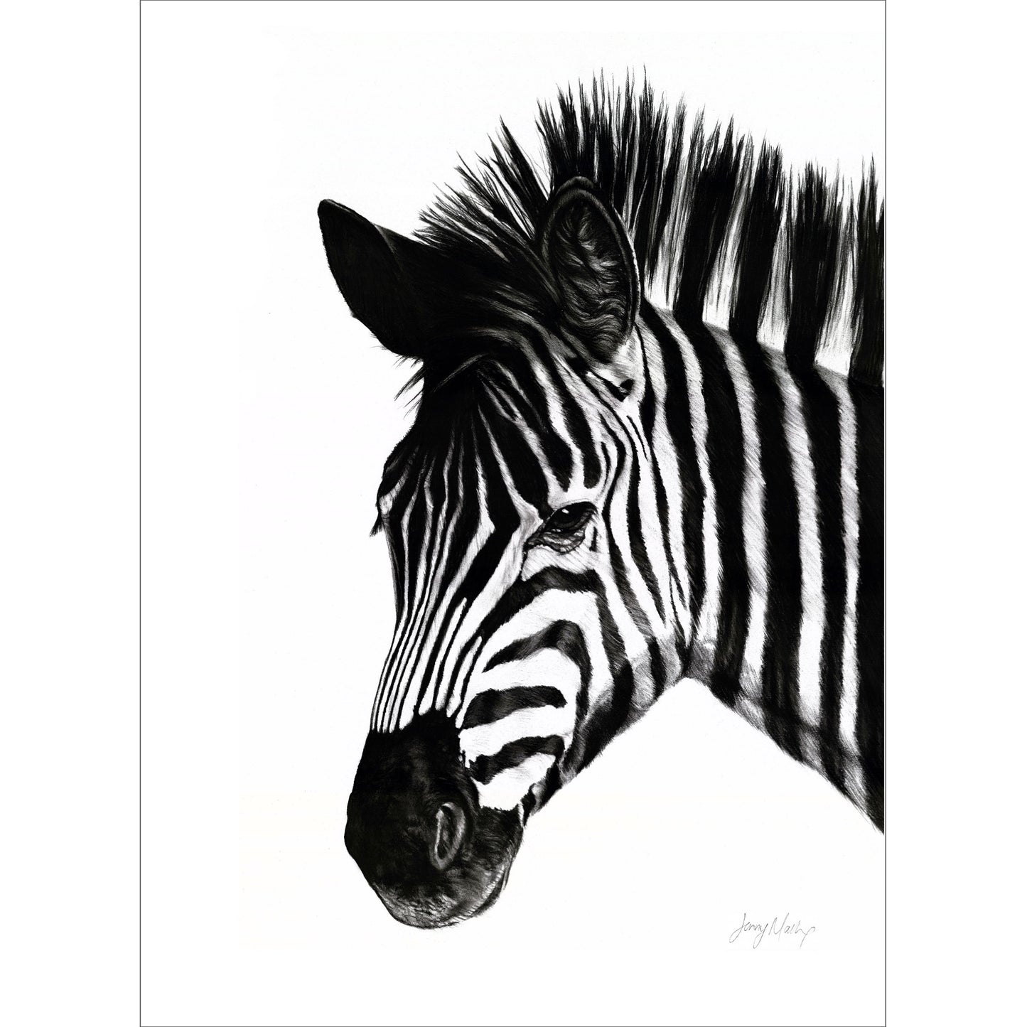 Zebra 1 Poster Print
