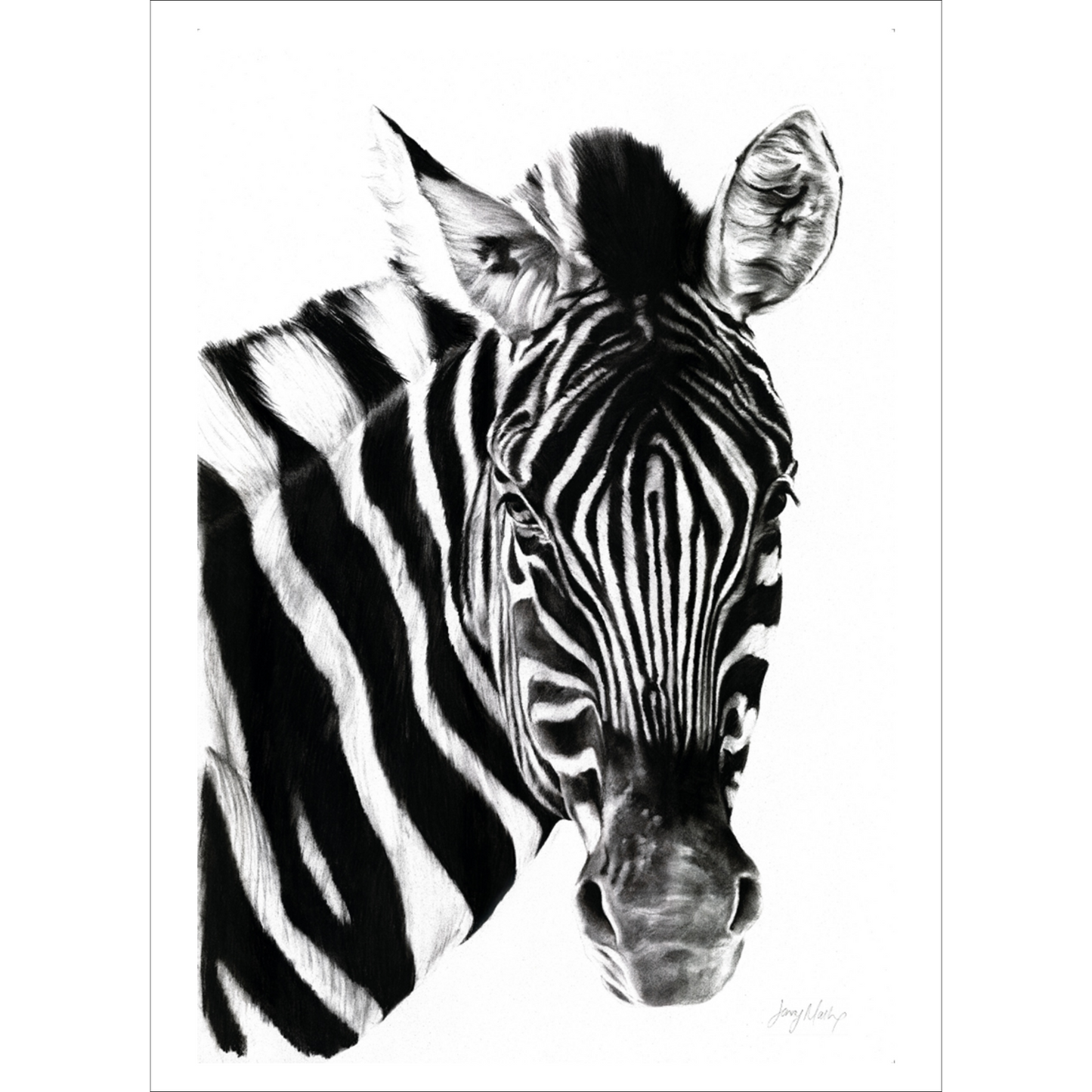 Zebra 2 Poster Print