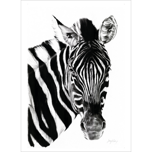 Zebra 2 Poster Print