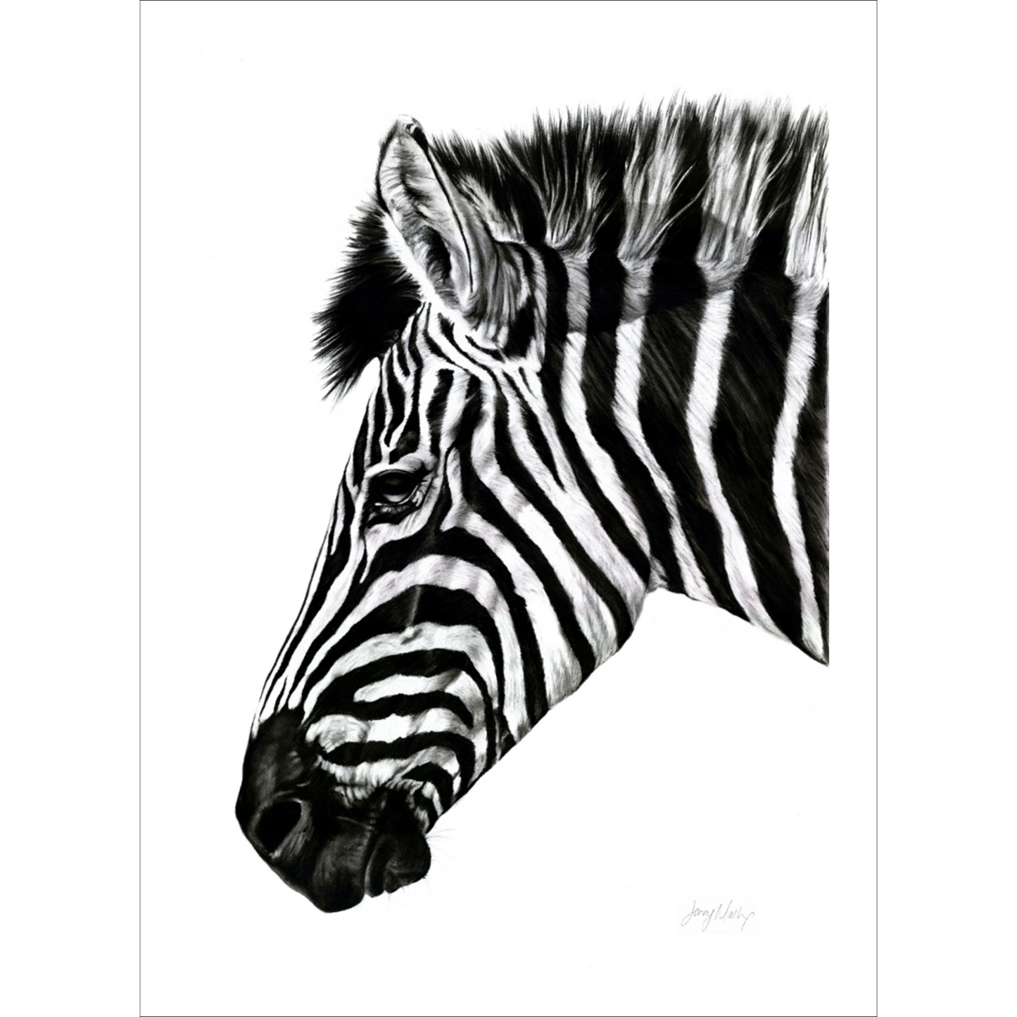 Zebra 3 Poster Print