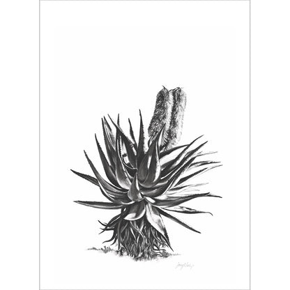 Aloe 2 Poster Print