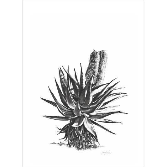 Aloe 2 Poster Print