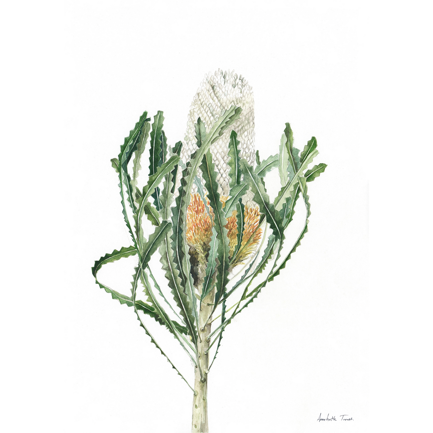 Banksia Canvas Print