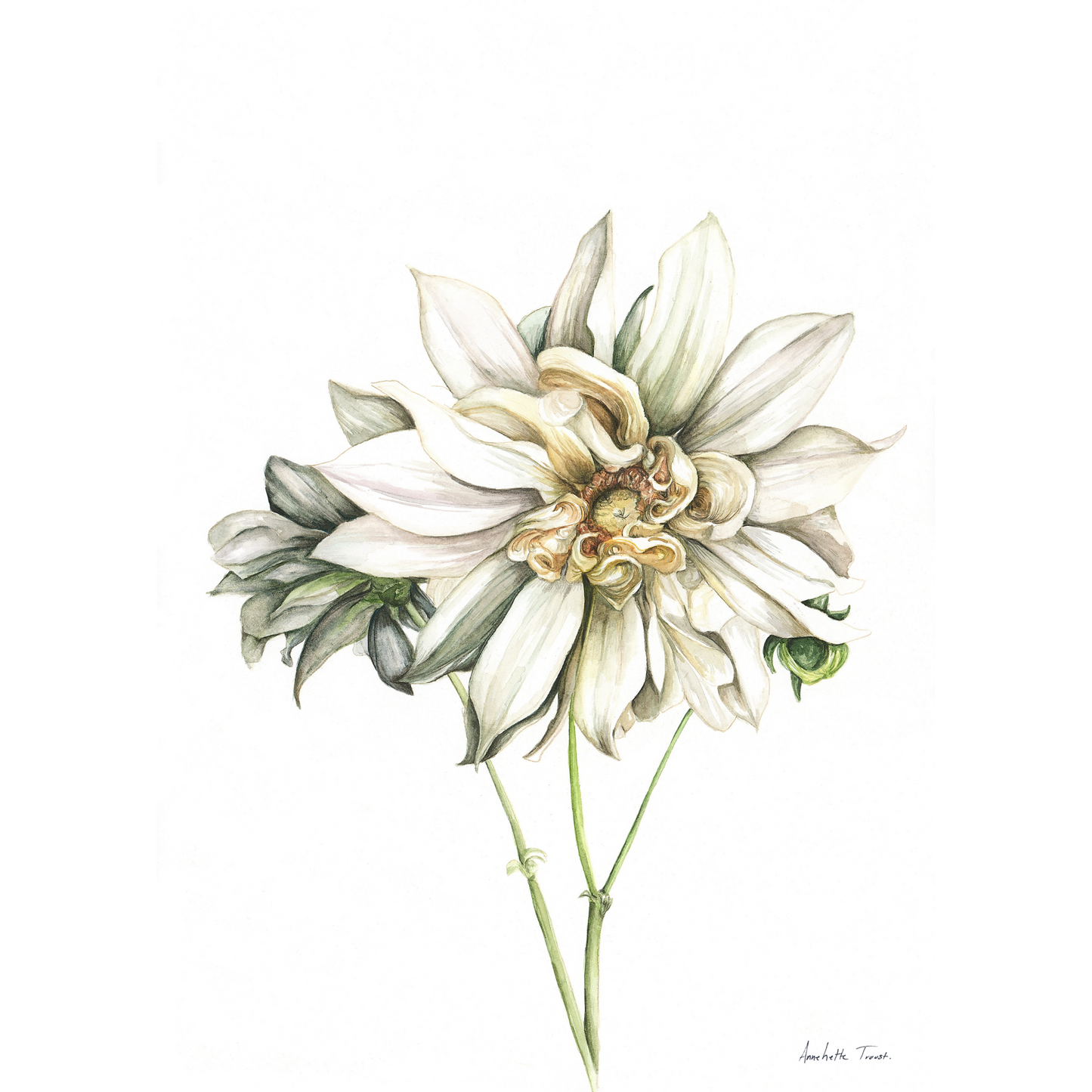 Cafe au Lait Dahlia Canvas Print