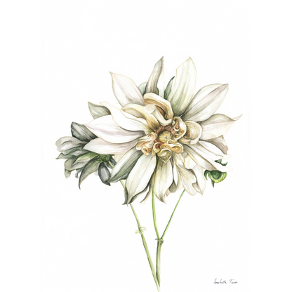 Cafe au Lait Dahlia Canvas Print