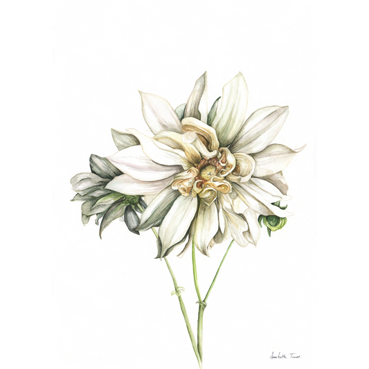 Cafe au Lait Dahlia Canvas Print
