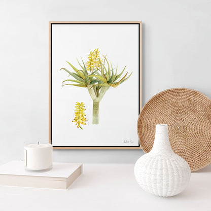 Aloidendron Dichotomum Canvas Print
