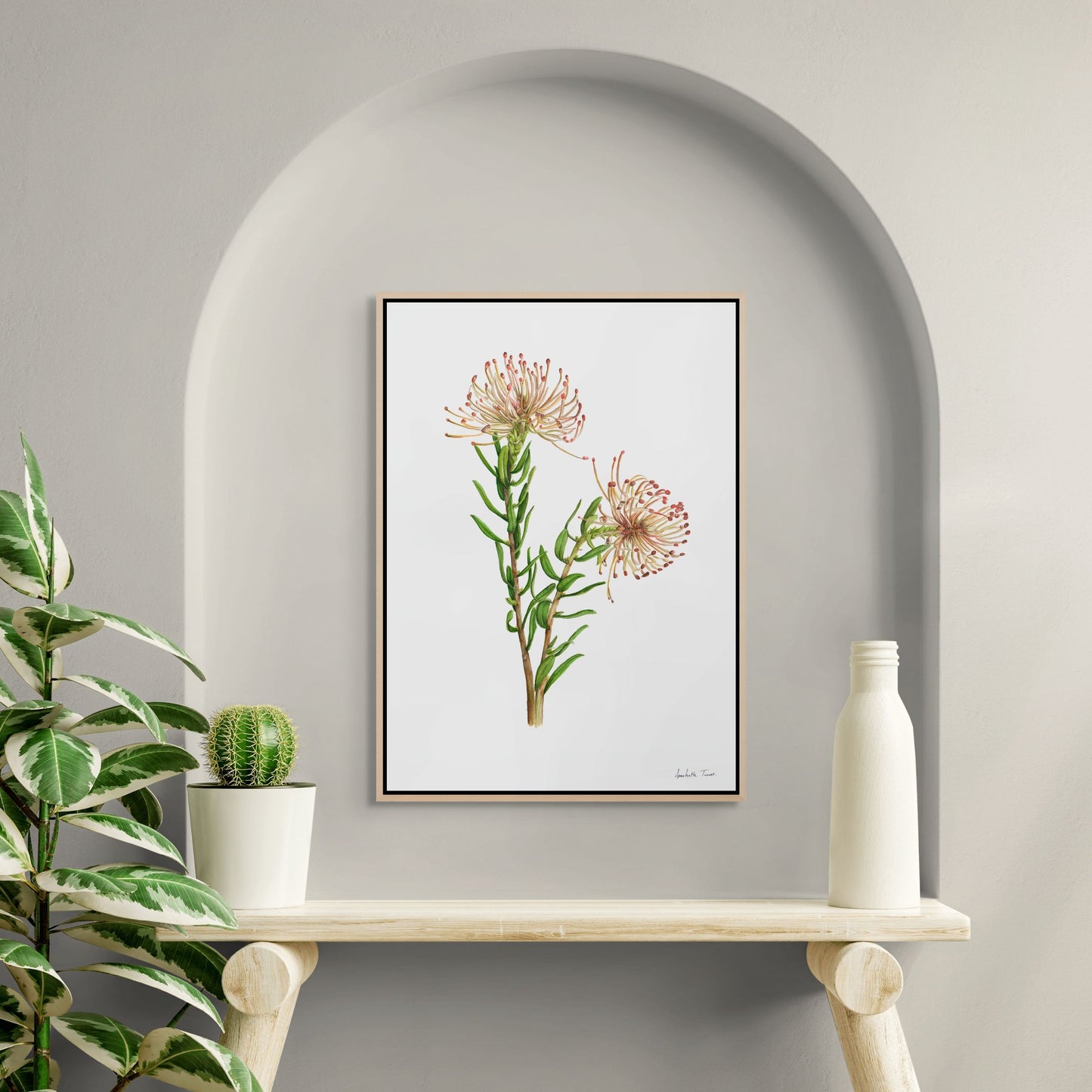 Protea Leucospermum Tottum Canvas Print