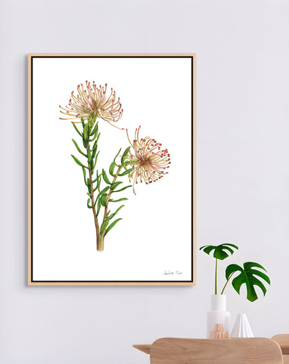 Protea Leucospermum Tottum Canvas Print