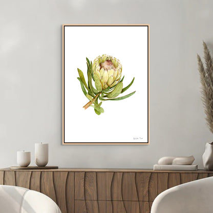 Protea Neriifolia Canvas Print