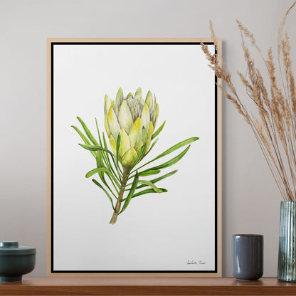Protea Repens White Canvas Print