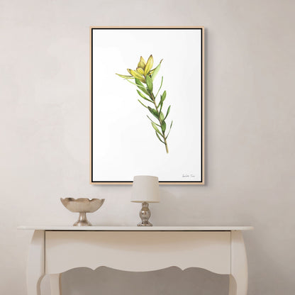 Sunshine Conebush Canvas Print
