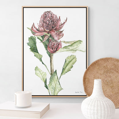 Waratah Canvas Print