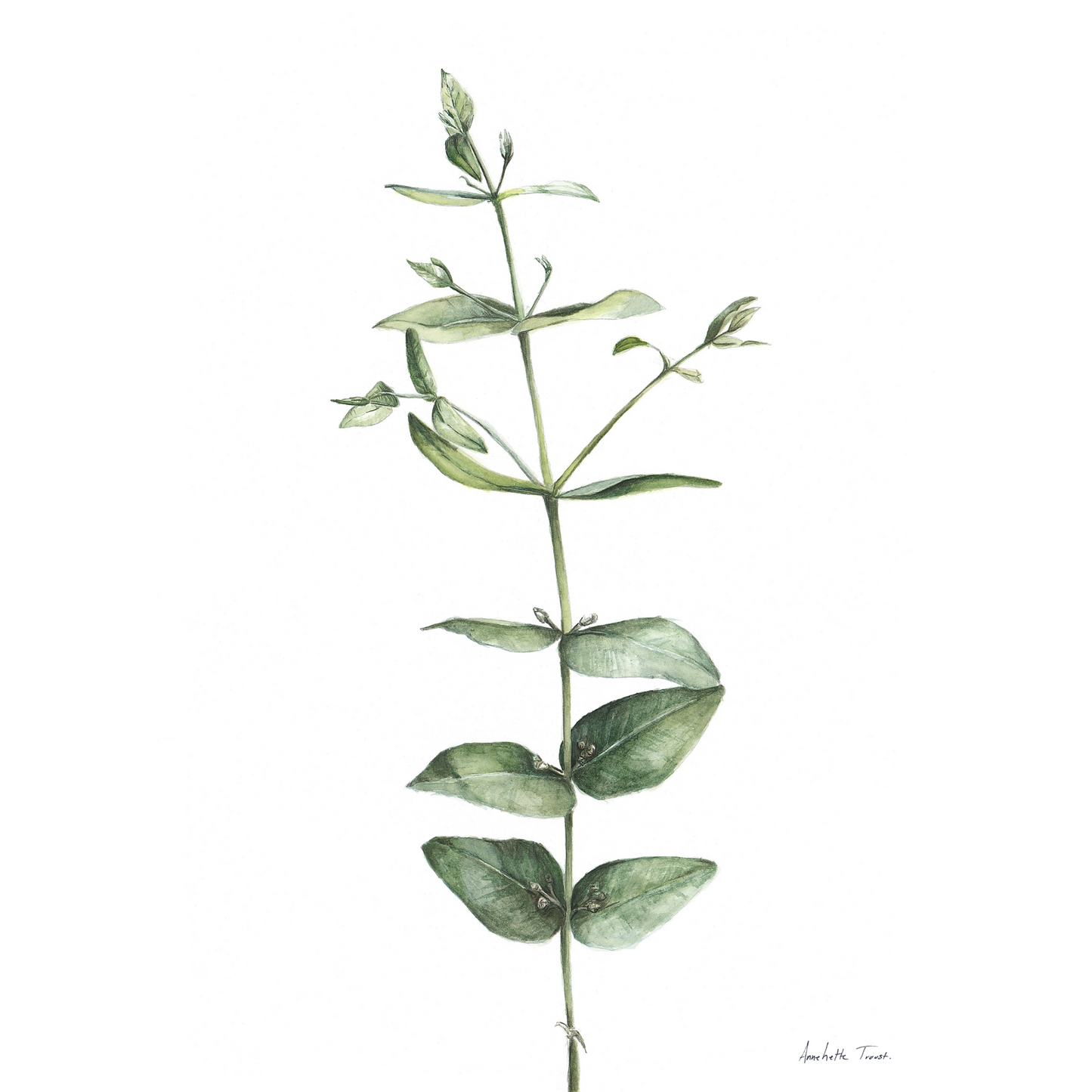 Eucalyptus Canvas Print