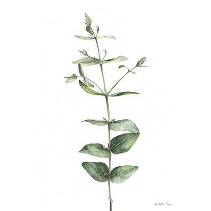 Eucalyptus Canvas Print
