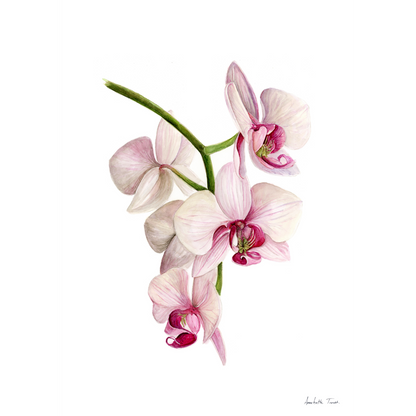 Flower Canvas Print