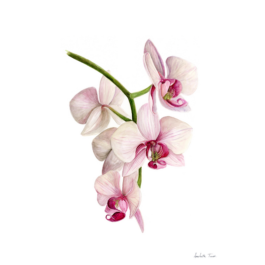Flower Canvas Print