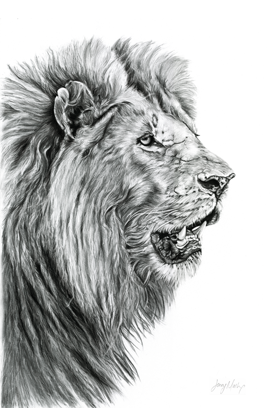 Lion Canvas Print - Jennifer Mallon - Ruthanne Collection