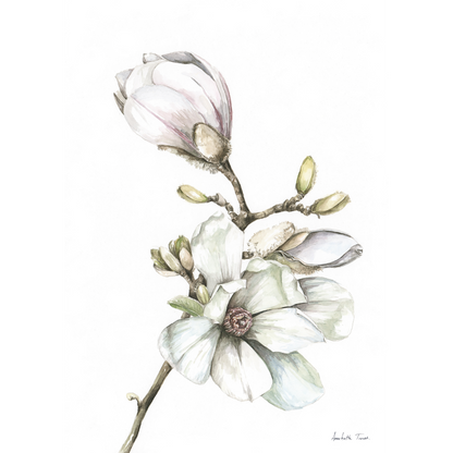 Magnolia Canvas Print
