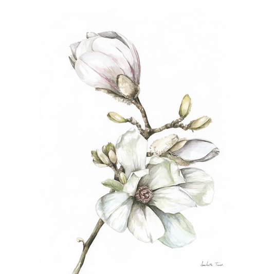 Magnolia Canvas Print