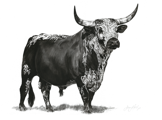 Nguni Bull Canvas Print