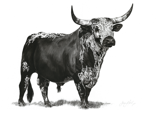 Nguni Bull Canvas Print - Jenifer Mallon - Ruthanne Collection