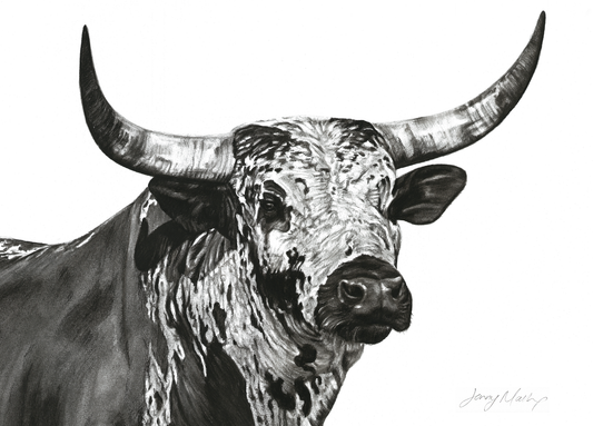 Nguni Bull Head (Landscape) Canvas Print