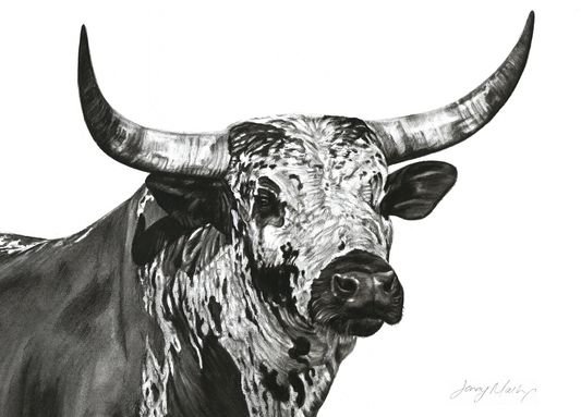 Nguni Bull Head Canvas Print - Jennifer Mallon - Ruthanne Collection