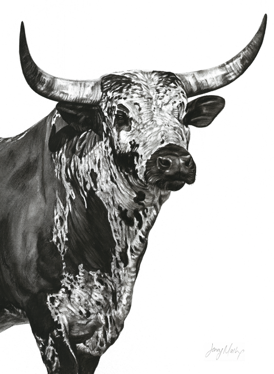 Nguni Bull Head (Portrait) Canvas Print