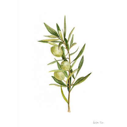 Olive Canvas Print